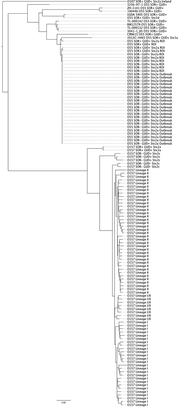 Core genome phylogeny illustrating the evolutionary history of the of Shiga toxin–producing Escherichia coli (STEC) O55 strain from the July 2014 Dorset County, England, outbreak in the context of STEC O157:H7 lineages I, II, and I/II.