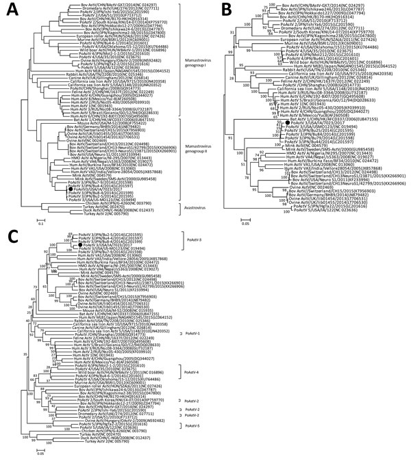 Phylogenetic trees of capsid protein (A), RNA-dependent RNA polymerase protein (B), and whole-genome nucleotide (C) sequences of a PoAstV type 3 strain (PoAstV3/USA/IA/7023/2017, filled circle) from central nervous system tissues of sows with neurologic signs and histopathologic lesions compatible with neurotropic viral infection compared with 66 reference viruses available in GenBank (accession numbers shown in parentheses), which came from multiple animal species (as indicated). We performed a