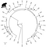 Thumbnail of Phylogenetic tree of rhinovirus C variants. The tree was constructed from a codon-based alignment (6,234 positions) of the new chimpanzee-derived sequence identified in the Kanyawara chimpanzee community, Uganda, 2013 (indicated by the asterisk and chimpanzee silhouette), and all human-derived RV-C complete polyprotein gene sequences available in GenBank as of December 18, 2016, with rhinoviruses A and B from the RefSeq database included as outgroups. We created alignments using the