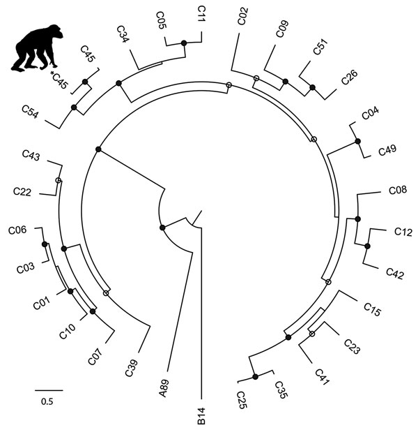 Phylogenetic tree of rhinovirus C variants. The tree was constructed from a codon-based alignment (6,234 positions) of the new chimpanzee-derived sequence identified in the Kanyawara chimpanzee community, Uganda, 2013 (indicated by the asterisk and chimpanzee silhouette), and all human-derived RV-C complete polyprotein gene sequences available in GenBank as of December 18, 2016, with rhinoviruses A and B from the RefSeq database included as outgroups. We created alignments using the MAFFT algori