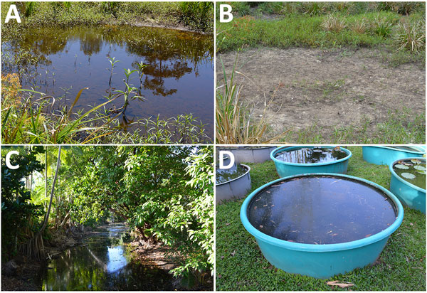 Sample locations for detection of Mycobacterium ulcerans DNA in Buruli ulcer–endemic area, northern Queensland, Australia. A) Pond where IS2404-positive soil sample was collected at first sampling time in September 2013; B) same location dried out at the end of the dry season in October. C, D) Other water bodies suspected to be linked to M. ulcerans infections, such as creeks (C) or water surfaces near houses (D), showed negative results for IS2404. IS, insertion sequence.
