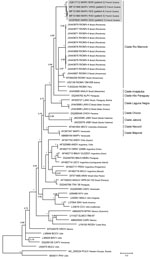 Thumbnail of Phylogenetic tree based on the 1,308-bp fragment of the small (S) segment of 58 hantaviruses, including the 5 Maripa hantavirus isolates identified in French Guiana, 2008–2016 (gray shading). Tree was constructed by using the general time-reversible plus gamma distribution plus invariable site model of nucleotide evolution. GenBank accession numbers of viruses are indicated. Support for nodes was provided by the posterior probabilities of the corresponding clades. All resolved nodes