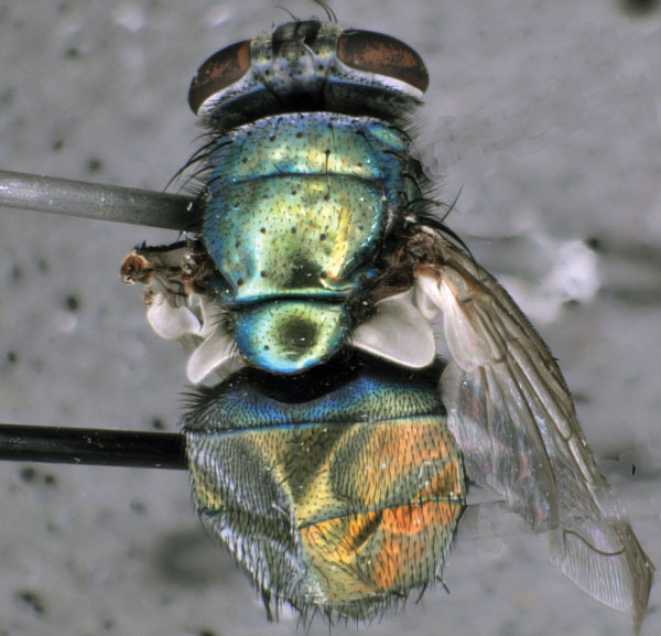 Green bottle fly (Lucila sericata), caught inside home of patient with septicemia and wound myiasis in Washington, USA. The fly laid eggs inside a sterile container, and  Wohlfahrtiimonas spp. were isolated from a larva hatched from these eggs. Photo courtesy of T. Whitworth.