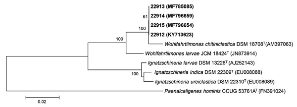 Neighbor-joining phylogenetic tree of 16S rRNA gene sequences of Wohlfahrtiimonas spp. isolate from a patient with septicemia and wound myiasis in Washington, USA (laboratory identification no. 22912), isolates from flies and fly larvae (laboratory identification nos. 22913, 22914, 22915), and the most closely related type strains. Numbers at nodes denote bootstrap percentages based on 1,000 replicates; only values &gt;50% are shown.  GenBank accession numbers are given in parentheses. The tree 