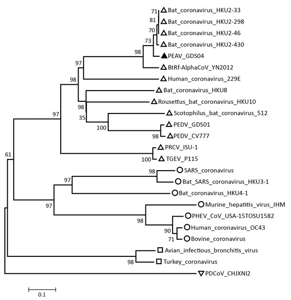Phylogenetic tree based on the whole-genome sequences of PEAV, bat CoVs, and other representative CoVs, China, 2017. Analyses were conducted by using MEGA software version 6.0 (http://www.megasoftware.net) with the neighbor-joining algorithm. Bootstrap values were calculated with 1,000 replicates. The number on each branch indicates bootstrap values. Solid triangle indicates the GDS04 strain, open triangles alphacoronaviruses, circles betacoronavirusese, squares gammacoronaviruss, inverted trian