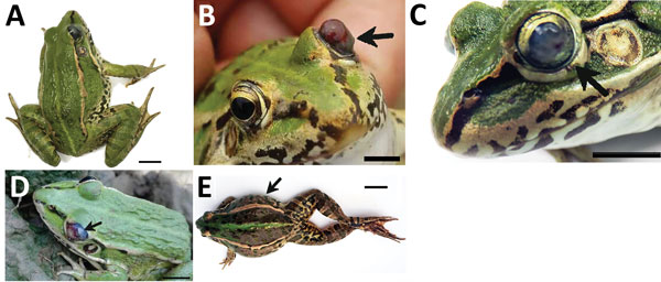 Clinical signs in frogs with Elizabethkingia miricola infection in Hunan Province, China. A) Diseased frogs had neurologic signs of torticollis. B–D) Clinical signs with different appearances showing cataracts, proptosis, or hyperemia. E) Symptoms of abdominal distension.Scale bars indicate 1 cm.