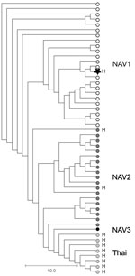 Thumbnail of Phylogenetic relationships among Streptococcus suis serotype 2 sequence type (ST) 25 isolate from a patient in Ontario, Canada (star), and 51 previously described (6) porcine and human serotype 2 ST25 S. suis isolates. The phylogram is based on nonredundant single-nucleotide polymorphism loci identified in the genome of all isolates relative to the S. suis serotype 2 ST25 core genome, as defined by Athey et al. (6). The human isolate from Ontario is genetically more closely related 