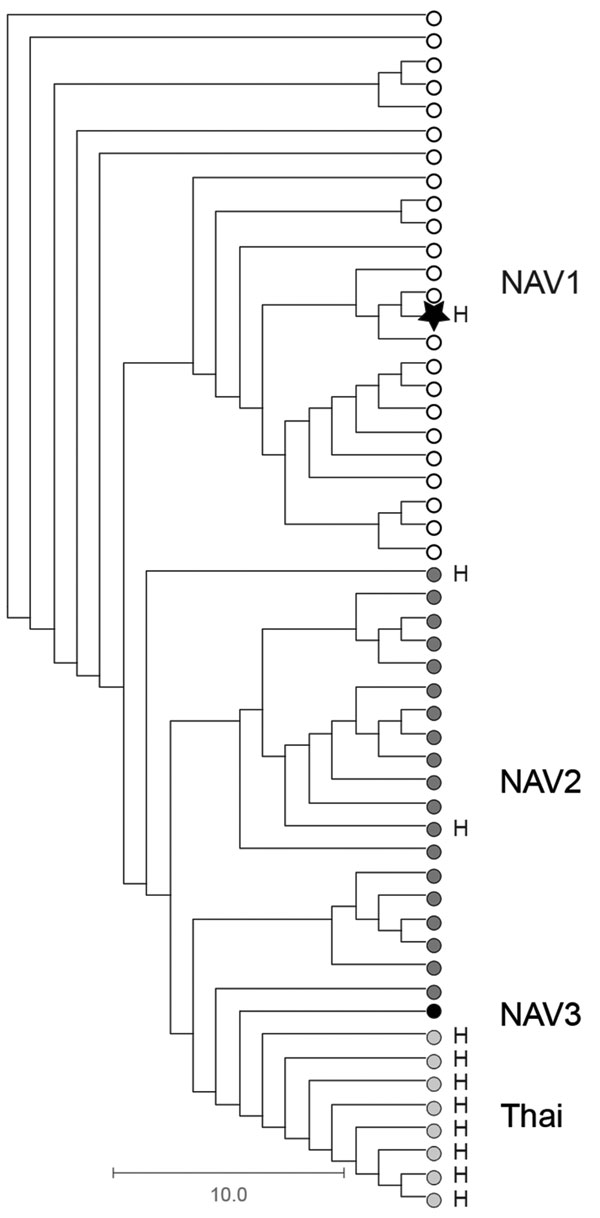 Phylogenetic relationships among Streptococcus suis serotype 2 sequence type (ST) 25 isolate from a patient in Ontario, Canada (star), and 51 previously described (6) porcine and human serotype 2 ST25 S. suis isolates. The phylogram is based on nonredundant single-nucleotide polymorphism loci identified in the genome of all isolates relative to the S. suis serotype 2 ST25 core genome, as defined by Athey et al. (6). The human isolate from Ontario is genetically more closely related to serotype 2