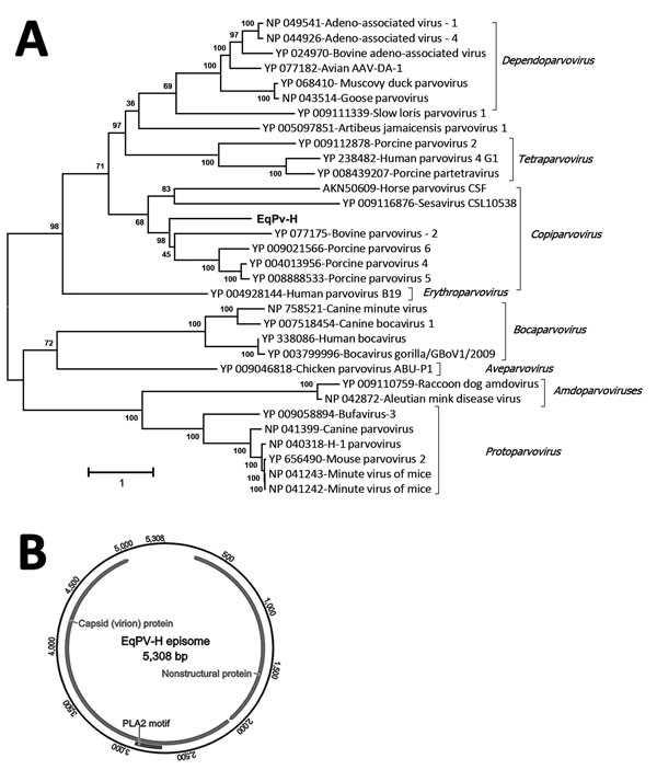 Analysis of equine parvovirus genome. A) Phylogenetic tree showing relationship of EqPV-H to known parvoviruses in the nonstructural protein. GenBank accession numbers are provided. Scale bar indicates amino acid substitutions per site. B) Genomic organization of the EqPV-H episome (24). CSL, ;  EqPV-H, equine parvovirus hepatitis.