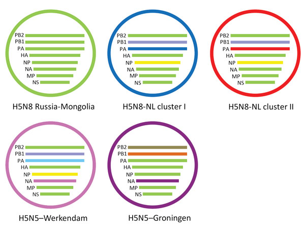 Schematic representation of the reassortant highly pathogenic avian influenza A virus subtypes H5N8 and H5N5 detected in the Netherlands, 2016. The Russia-Mongolia ancestor is shown in green. NL clusters 1 (blue) and 2 (red) viruses obtained novel PB2 and NP gene segments and 2 different PA segments. Two genetically distinct H5N5 viruses were detected, 1 in a tufted duck in Werkendam (pink) and 1 in a mute swan near Groningen (purple). HA, hemagglutinin; MP, matrix protein; NA, neuraminidase; NL