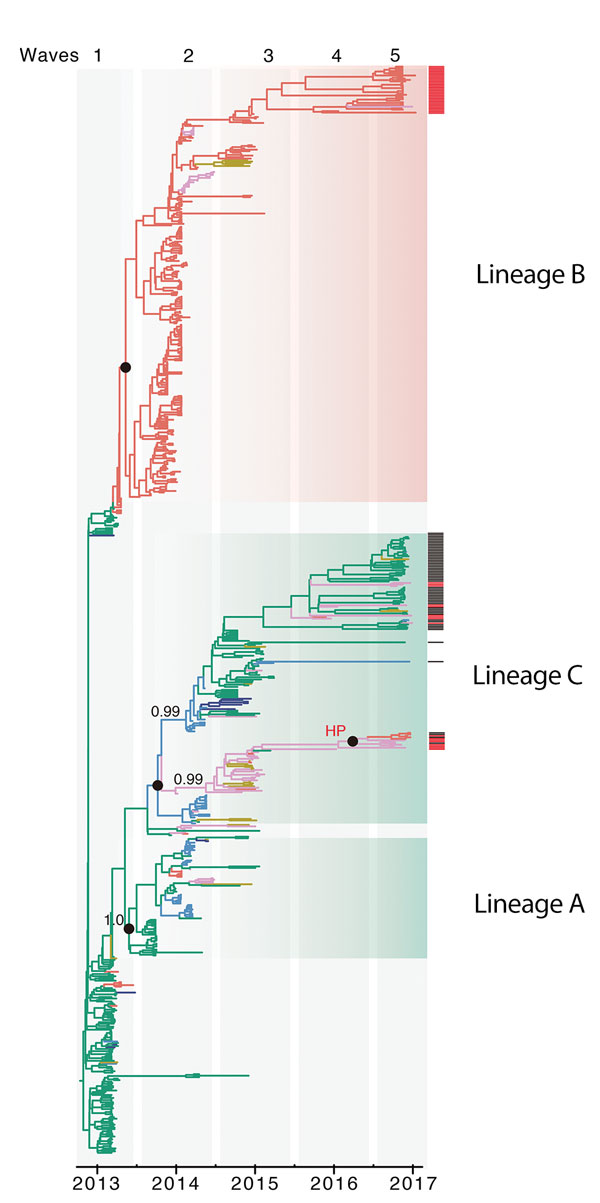 Genetic evolution and spatial spread of epidemic lineage of influenza A(H7N9) viruses, China, 2013–2017. Bayesian maximum clade credibility tree of the hemagglutinin gene is shown. Black bars to the right of the tree indicate sequences (from waves 4 and 5) from other studies (1,5), and red bars indicate sequences reported in this study from Guangdong Province. Branch colors indicate most probable ancestral locations of each branch. Three major lineages (A, B, and C) of H7N9 viruses were observed