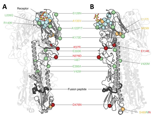 Structural analysis of amino acid changes in hemagglutinin in lineages B and C of influenza A(H7N9) viruses, China. Crystal structure of the homotrimeric H7 hemagglutinin bound to a human receptor analog (Protein Data Bank no. 4BSE) (27) (A) and rotated 90° counterclockwise (B) are shown. Two of the 3 protomers are displayed with high transparency to aid visualization. The carbon Cα positions of salient features are shown as spheres. Blue indicates receptor-binding residues, red indicates mutati
