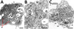 Thumbnail of Representative transmission electron micrographs (TEM) depict Acanthamoeba castellanii amebae during A) 10-minute, B) 30-minute, and C) 24-hour co-cultures (multiplicity of infection 100) with Yersinia pestis (CO92 pgm+, pCD1, pGFPuv, amp+). Red arrows in panel A indicate potential intraameba mitotic division of Y. pestis bacterium. Visual analysis of TEM micrographs proved inconclusive for identifying the bacterial division septum. Y. pestis resides within the potential replicative