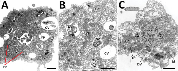 Representative transmission electron micrographs (TEM) depict Acanthamoeba castellanii amebae during A) 10-minute, B) 30-minute, and C) 24-hour co-cultures (multiplicity of infection 100) with Yersinia pestis (CO92 pgm+, pCD1, pGFPuv, amp+). Red arrows in panel A indicate potential intraameba mitotic division of Y. pestis bacterium. Visual analysis of TEM micrographs proved inconclusive for identifying the bacterial division septum. Y. pestis resides within the potential replicative niche of a t