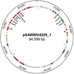 Thumbnail of Circular map of the mecB-carrying plasmid pSAWWU4229_1 from Staphylococcus aureus isolate UKM4229, obtained from a 67-year-old cardiology inpatient who had no signs of infection, Münster, Germany. Arrows indicate annotated genes: the mec-complex is noted in green, antibiotic-resistance genes in red, transposase/integrase genes in orange, other genes with known function in violet, and other genes with unknown function in gray.