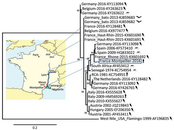 Phylogenetic relationship of the France-Montpellier-2016 strain of Usutu virus (USUV) (box; GenBank accession no. LT854220), isolated from a 39-year-old man in Montpellier, France, who had an atypical neurologic presentation, compared with other USUV strains based on the partial nonstructural protein 5 gene sequence. USUV sequences are shown with their country of isolation, year of isolation, and GenBank accession numbers. Hosts from which the strains were detected (bird, mosquito, bat, or human