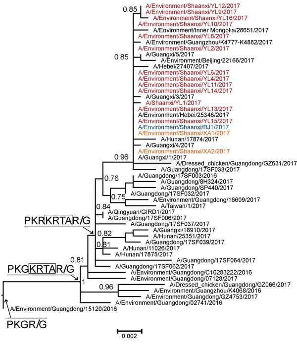 Detail of highly pathogenic avian influenza A(H7N9) viruses isolated from human and environmental sources, Shaanxi Province, China, 2016–2017, showing Shimodaira-Hasegawa-like local bootstrap support values. Amino acid changes within the hemagglutinin cleavage site are indicated on basal branches. The low pathogenecity strain A/Environment/Guangdong/15120/2016 is used as an outgroup. An expanded version of this figure showing comparisons to reference viruses is available in Technical Appendix Fi