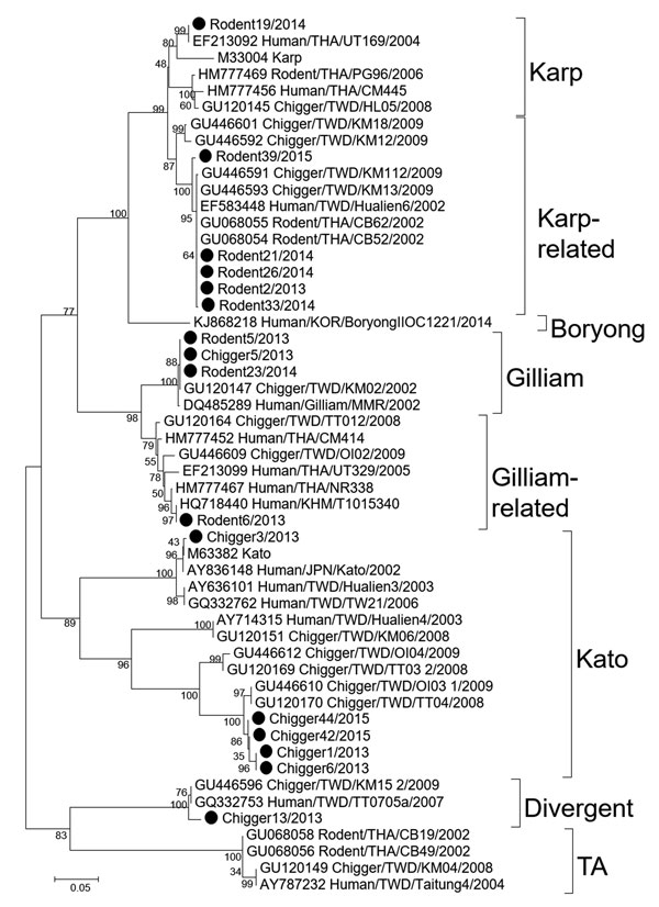 Phylogenetic tree of nucleotide sequences of partial Orientia tsutsugamushi 56-kDa type specific antigen encoding genes obtained from rodents and chiggers in Chonburi Province, Thailand, 2013 (black circles). Tree was constructed by neighbor-joining on the basis of the Kimura 2-parameter model and maximum-likelihood methods using the general time reversible model. Bootstrapping for 1,000 replications was included in all phylogenetic tree constructions. No difference in tree topology was observed