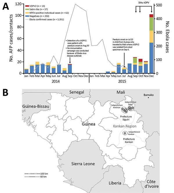 Epidemiologic context for emergence of vaccine-derived polioviruses during Ebola virus disease outbreak, Guinea, 2014–2015. A) Distribution of AFP cases (n = 132 in 2014; n = 113 in 2015) and contacts (n = 0 in 2014; n = 119 in 2015) for each month according to date of first fecal sample collection. Data for Ebola cases accessed at (15). B) Geographic distribution of case-patients (n = 6) and contacts (n = 7) with laboratory-confirmed VDPV2 infection. Outer circles indicate subprefectures; grey 
