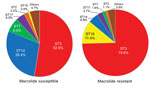 Thumbnail of Multilocus sequence typing results for 232 macrolide-susceptible and 185 macrolide-resistant Mycoplasma pneumoniae isolates, Japan, 2002–2016. Ten STs were identified for macrolide-susceptible and 12 STs for macrolide-resistant M. pneumoniae. ST, sequence type.