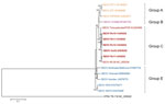 Thumbnail of Phylogenetic analysis of SEOV large RNA segments, South Korea, 2000–2016, and reference strains. A phylogenetic tree was generated by using the maximum-likelihood method with the TN93 + gamma + invariant model of evolution and alignment of large segment sequences (nt 1–6510) of SEOV strains. Colored groups indicate the areas where SEOV strains were identified: group A, southeastern China and North Korea; group B, Europe (France); group C, South Korea and the United States; group E, 