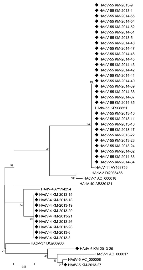 Phylogenetic tree human adenoviruses detected among soldiers with acute febrile respiratory illness from human adenovirus (HAdV) infection, South Korea, January 2013–April 2014. Tree was constructed by the neighbor-joining method on the basis of a 232-bp nucleotide sequence of the hexon gene. We used MEGA 6 software (20) to generate the phylogenetic tree and evaluated topologies by using bootstrap analysis of 1,000 iterations. GenBank accession numbers of sequences of HAdV from the soldiers with