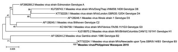 Phylogenetic tree (neighbor-joining) of the partial L gene (418 nt) of measles virus (GenBank accession no.o. MF496232) detected in macaques in 2015, produced by using Mega 6 software (https://megasoftware.net). Numbers along branches indicate bootstrap values. Scale bar indicates nucleotide substitutions per site. Bold text indicates measles virus strain isolated in Philippines.