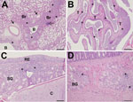 Thumbnail of Pathology findings in Feline/NY/16-infected cats on day 6 post-infection. A) In nasal cavities, copious amounts of exudate are present comprising numerous degenerating and necrotic neutrophils, cellular debris, proteinaceous fluid, and strands of mucin. The respiratory epithelium covering the nasal turbinates (T) is extensively eroded. The underlying lamina propria appears diffusely bluish-purple due to infiltration by moderate-to-large numbers of histiocytes, neutrophils, lymphocyt