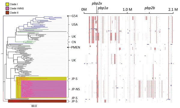 Phylogenic tree and predicted recombination sites created in Genealogies Unbiased By recomBinations In Nucleotide Sequences (28) by using all Japan and global serotype 15A-ST63 pneumococcal isolates. Branch colors in the tree indicate where the isolates were collected: red, Japan; black, United Kingdom; blue, United States; green, Canada. The column on the right of the tree indicates the main region from which the isolates were derived, meropenem susceptibility, and isolate names. The phylogenic