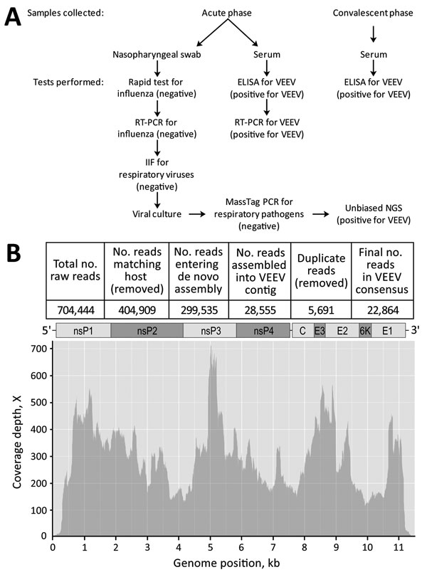 Testing for respiratory pathogens in a 16-year-old boy in Iquitos, Peru. A) Testing algorithm showing the types of samples collected during both acute- and convalescent-phase periods, the tests performed on each, and the results (in parentheses). B) Depth of coverage plot and schematic representation of the isolated VEEV genome, including all genes (nsP1, nsP2, nsP3, nsP4, C, E3, E2, 6K, and E1), drawn to approximate scale. Genomic information for this isolate has been deposited in GenBank (acce