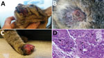 Thumbnail of Cat with orthopoxvirus infection, Italy. Nodular skin lesions were observed on the snout (A), thorax (B), and forelimb (C). Skin punch biopsy specimen (D) showing leukocyte infiltration and cytoplasmic inclusion bodies (arrows) (hematoxylin and eosin stain, original magnification ×100).