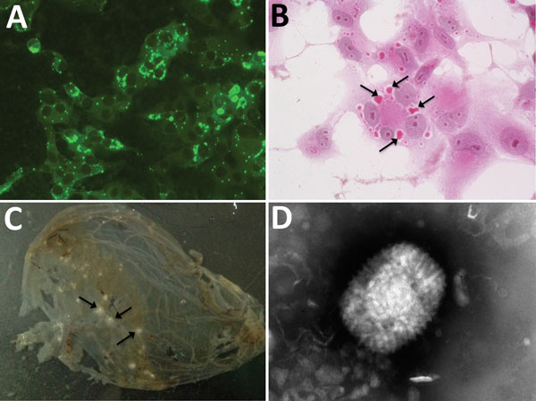 Analysis of an orthopoxvirus isolated from an infected cat, Italy. A) Cytoplasmic fluorescence in infected Vero cells using serum from the diseased cat (original magnification ×400). B) Cytoplasmic inclusion bodies (arrows) in infected Vero cells (hematoxylin and eosin stain, original magnification ×400). C) Pocks (arrows) in the inoculated chorioallantoic membrane of a 12-day-old chick embryo. D) Electron micrograph of orthopoxvirus-like particle from infected Vero cells. The virus preparation 