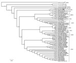 Thumbnail of Phylogenetic relationship of extant orthopoxviruses with a feline poxvirus isolated from a cat, Italy. Phylogenetic tree shows 27,228 nt concatenated alignment of 9 coding gene (A7L, A10L, A24R, D1R, D5R, E6R, E9L, H4L, and J6R) sequences of orthopoxvirus. Gene designations refer to the VACV-COP genome (GenBank accession no. M35027). Posterior output of the tree was derived from Bayesian inference using 4 chains run for &gt;1 million generations, a general time reversible model, a p