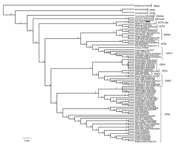 Phylogenetic relationship of extant orthopoxviruses with a feline poxvirus isolated from a cat, Italy. Phylogenetic tree shows 27,228 nt concatenated alignment of 9 coding gene (A7L, A10L, A24R, D1R, D5R, E6R, E9L, H4L, and J6R) sequences of orthopoxvirus. Gene designations refer to the VACV-COP genome (GenBank accession no. M35027). Posterior output of the tree was derived from Bayesian inference using 4 chains run for &gt;1 million generations, a general time reversible model, a proportion of 