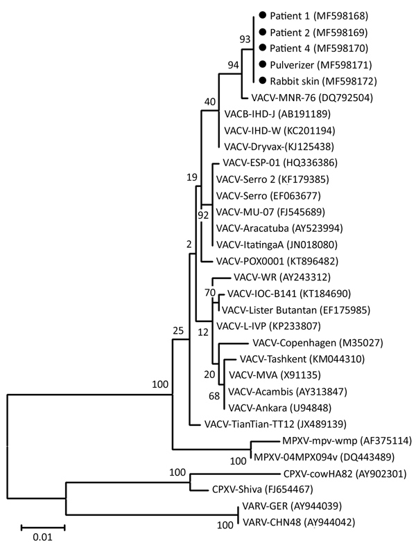 Phylogenetic tree of isolates from outbreak of vaccinia virus from occupational exposure, China, 2017, compared with reference isolates. The tree was constructed by using nucleotide sequences of Orthopoxvirus A56R hemagglutinin genes and the maximum-likelihood method with 1,000 bootstrap replicates in MEGA5 (https://www.megasoftware.net). Black dots indicate isolates from this study. Numbers along branches indicate bootstrap values. Scale bar indicates nucleotide substitutions per site. CPXV, co