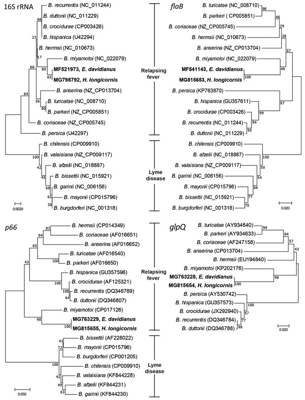 Neighbor-joining phylogenetic trees constructed with 16S rRNA, flaB, p66, and glpQ gene sequences of Borrelia spp. isolates collected from Père David deer (Elaphurus davidianus) and Haemaphysalis longicornis ticks, Dafeng Elk National Natural Reserve, China, and reference isolates. The isolates identified in this study (bold; GenBank accession nos. MF521973, MF541143, MG763228, MG763229) are most similar to B. miyamotoi of the relapsing fever group. Numbers at branch nodes show bootstrap support