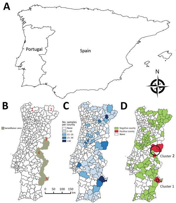 Choropleth maps for spatial study of bovine tuberculosis (TB) in wildlife, Portugal. A) Iberian Peninsula. B) Official surveillance area for bovine TB in large game species. Red numbers indicate historical population refuges of wild ungulates: 1) Gerês, 2) Montesinho, 3) Malcata, 4) São Mamede, and 5) left bank of the Guadiana River. C) Distribution of serologic samples analyzed per county. D) Distribution of bovine TB–positive samples. Black circles indicate the 2 clusters identified.