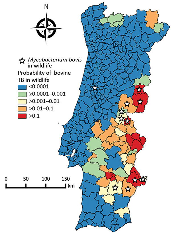 Choropleth map of risk for bovine TB in wildlife, Portugal, showing the probability of the presence of bovine TB in wildlife in counties based on the conditional autoregressive spatial generalized linear mixed model. Stars indicate counties in which Mycobacterium bovis was isolated from free-ranging wildlife, determined on the basis of independent published data (6,29–32). TB, tuberculosis.
