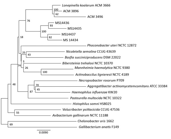 Neighbor-joining phylogenetic analysis of 16S rRNA gene sequences of 4 clinical isolates obtained from koala bite wound infections in 3 persons (MS14434–7), Queensland, Australia, 3 Lonepinella koalarum ACM isolates, and members of the Pasteurellaceae family. Scale bar represents nucleotide substitutions per site.