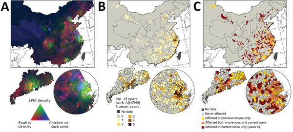 Distribution of predictor variables and influenza A(H7N9) infections in China, with 3 geographic extents: smallest extent around the location of human cases (top), Guangdong Province (bottom left), and Yangtze River Delta (bottom right). A) Visualization of poultry density (red), live-poultry market density (green), and chicken-to-duck ratio (blue). Dark areas correspond to low values and light areas to high values in all 3 predictors. B) Number of years with &gt;1 human case per county. C) Dist