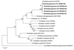 Thumbnail of Phylogenetic analysis of Rickettsia species from febrile patients treated at The People’s Liberation Army 990 Hospital for Rickettsia japonica infection, Xinyang, China, March 2014–June 2017, (bold) and reference species. Tree was constructed on the basis of the outer member protein A nucleotide (311-bp) gene sequence. We used the maximum-likelihood method with the best substitution model (Tamura 3-parameter plus gamma) and MEGA version 5.0 (http://www.megasoftware.net). We applied 