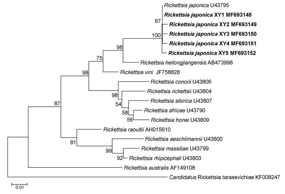 Phylogenetic analysis of Rickettsia species from febrile patients treated at The People’s Liberation Army 990 Hospital for Rickettsia japonica infection, Xinyang, China, March 2014–June 2017, (bold) and reference species. Tree was constructed on the basis of the outer member protein A nucleotide (311-bp) gene sequence. We used the maximum-likelihood method with the best substitution model (Tamura 3-parameter plus gamma) and MEGA version 5.0 (http://www.megasoftware.net). We applied a bootstrap a