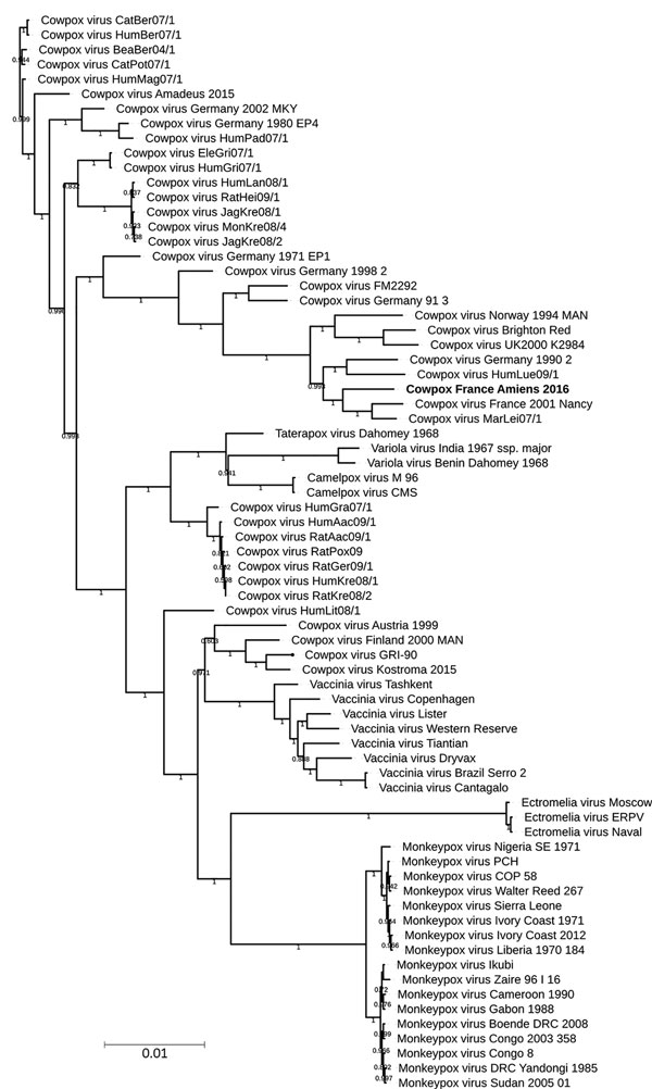 Phylogenetic tree of 73 orthopoxviruses, including cowpox virus isolate obtained from smallpox-vaccinated patient in France, 2016 (boldface). The tree includes data from 162,829 positions on central regions. Branches with a bootstrap value below 0.5 were deleted. Numbers shown on branches indicate bootstrap scores (e.g, 1.0 represents 100%).