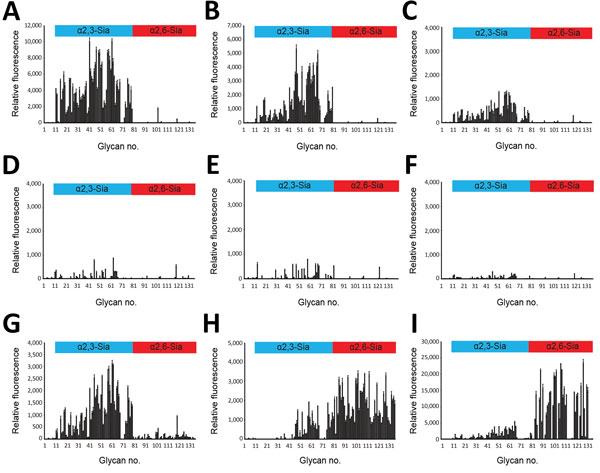 Glycan microarray analysis of selected influenza A(H5N1) virus isolates from humans, northern Vietnam, 2004–2010. The labeled viruses were applied to a microarray that included α2,3-linked (blue) and α2,6-linked (red) glycans, which are indicated by numbers on the x-axis (online Technical Appendix Figure 1, https://wwwnc.cdc.gov/EID/article/24/7/17-1441-Techapp1.pdf). Shown are the binding signals with error bars reflecting SEMs calculated from 4 of 6 replicates on the array after discarding the