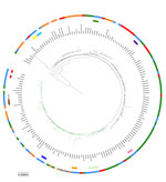 Thumbnail of Maximum-likelihood phylogenetic tree for Bordetella pertussis based on the concatenated alignments of the 2,038 cgMLST loci sequences of isolates from France (this study) and isolates from outbreaks in the United States and the United Kingdom. The tree was rooted on the Tohama reference isolate (GenBank accession no. NC_002929). Black tree branches indicate fim3-1 clade and green tree branches indicate fim3-2 clade. Intrafamilial groups of isolates and multiple groups of isolates re