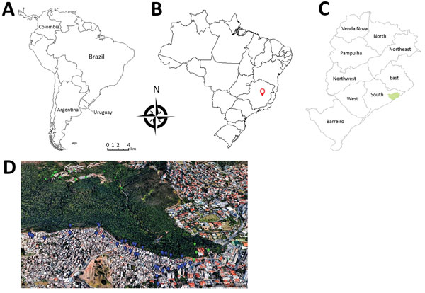 Area of study of vaccinia virus among domestic dogs and wild coatis, Brazil, 2013–2015. A) Countries in South America where vaccinia virus has been detected in recent years. B) Belo Horizonte (red locator), located in Minas Gerais state, Brazil. C) Regions of Belo Horizonte; green indicates area in wild environment where coatis were captured. D) Google Earth map from 2017 of studied area, showing details of the wild and urban environments. Green dots indicate where coatis were captured; blue dot