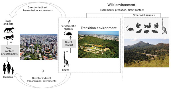 A hypothetical model developed to visualize the role of domestic animals and wildlife in the natural cycle of vaccinia virus (VACV). The model illustrates the dynamics of VACV circulation in urban and wild areas of Brazil. In urban areas, wild coatis could promote the transmission of VACV between domestic animals or humans because they are in direct contact with domestic dogs and circulate among urban residences. Domestic dogs could also promote the transmission of VACV to humans because of dire