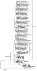 Thumbnail of Neighbor-joining phylogenetic tree based on rrs2 gene of Leptospira isolates from bats, Mengyin County, Shandong Province, China, and reference Leptospira sequences from GenBank (boldface). We constructed the tree with the rrs2 sequences (642 bp) from this study by using the Kimura 2-parameter model with MEGA 7.0 (http://www.megasoftware.net); we calculated bootstrap values with 1,000 replicates. Sequences of Leptospira detected in bats in this study are shown with the GenBank acces