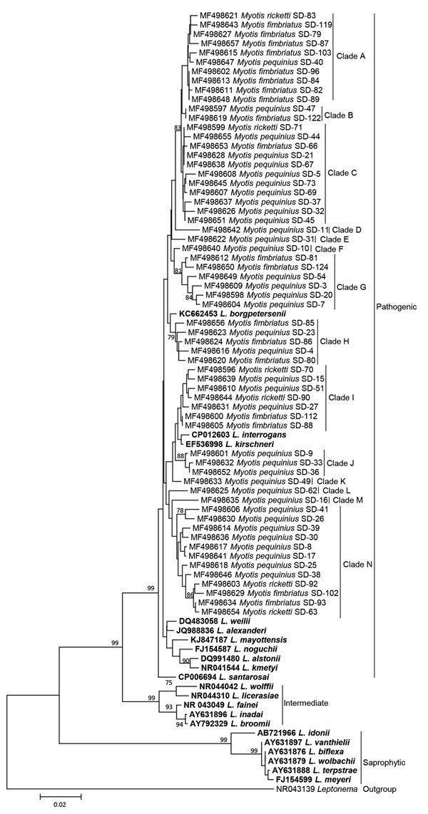 Neighbor-joining phylogenetic tree based on rrs2 gene of Leptospira isolates from bats, Mengyin County, Shandong Province, China, and reference Leptospira sequences from GenBank (boldface). We constructed the tree with the rrs2 sequences (642 bp) from this study by using the Kimura 2-parameter model with MEGA 7.0 (http://www.megasoftware.net); we calculated bootstrap values with 1,000 replicates. Sequences of Leptospira detected in bats in this study are shown with the GenBank accession number, 