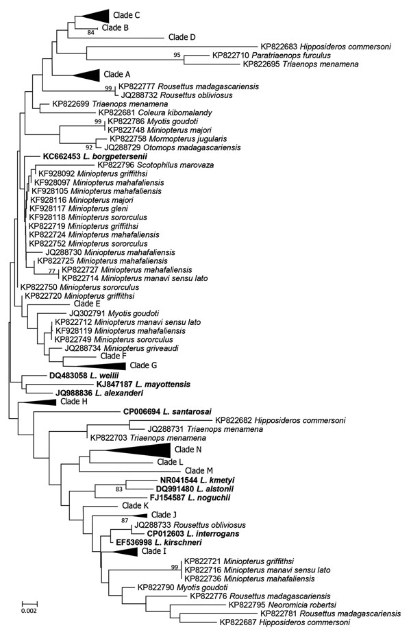 Neighbor-joining phylogenetic tree based on rrs2 gene of pathogenic Leptospira isolates from bats, Mengyin County, Shandong Province, China, and reference Leptospira sequences from GenBank that had been previously isolated from bats (boldface). We constructed the tree with bat Leptospira rrs2 sequences (446 bp) from this study and previous studies by using Kimura 2-parameter model with MEGA 7.0 (http://www.megasoftware.net); we calculated bootstrap values with 1,000 replicates. Leptospira detect